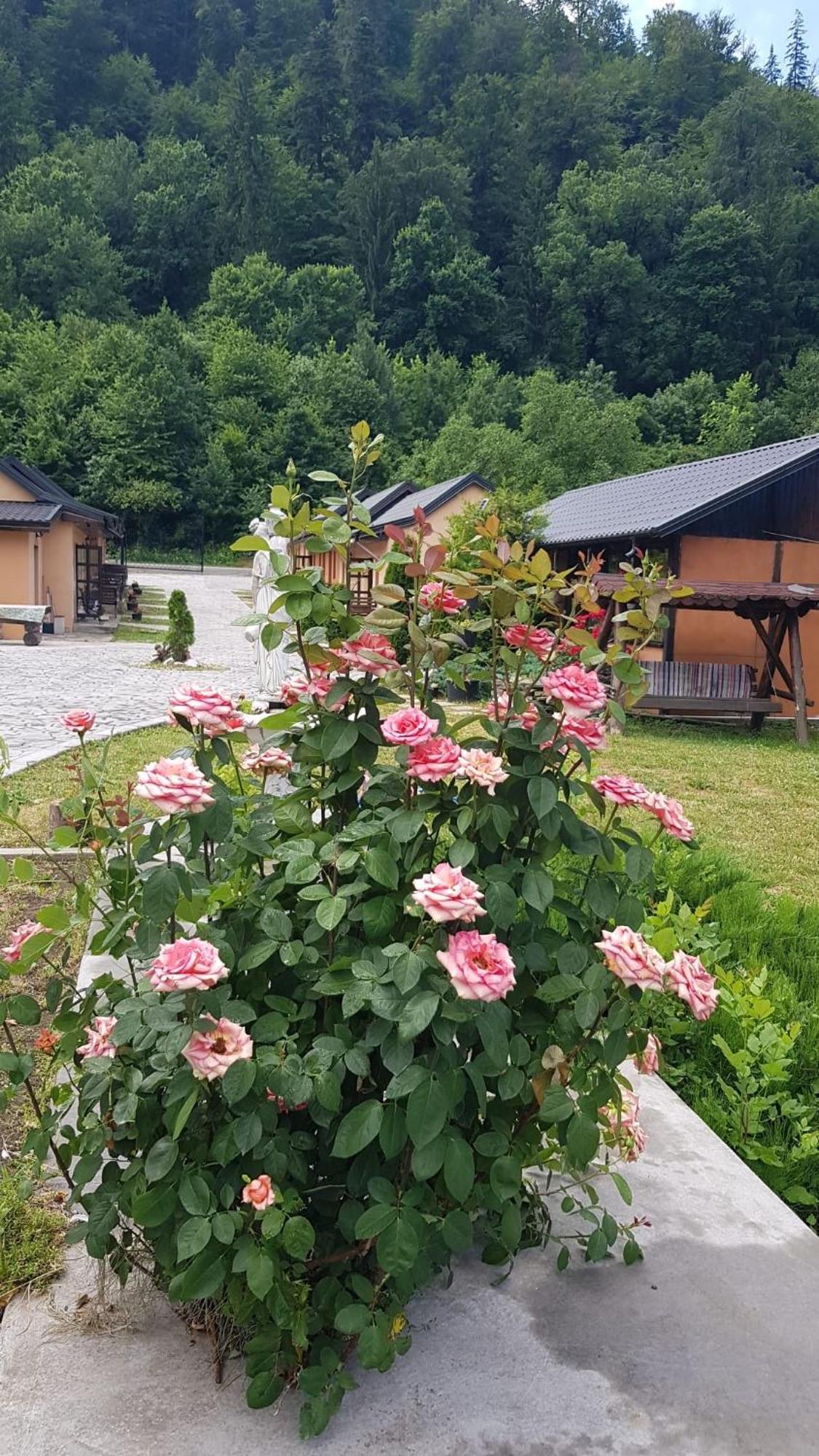 Casa Ardeleanului Hotel Piatra Neamţ Exterior foto